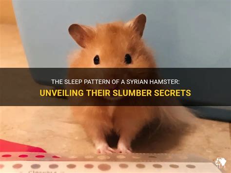 The Sleep Pattern Of A Syrian Hamster: Unveiling Their Slumber .